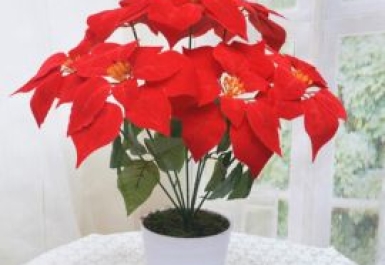 Cây trạng nguyên lá đỏ có ý nghĩa gì? Đặc điểm và ý nghĩa phong thủy 