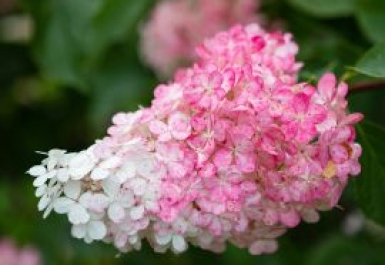 Hoa cẩm tú cầu có gì đặc biệt? Nguồn gốc, ý nghĩa và đặc điểm của hoa