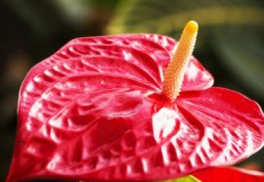 Hoa hồng môn là hoa gì? Đặc điểm, nguồn gốc và ý nghĩa phong thủy